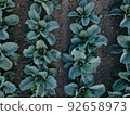 Fresh green cabbage in the farm field. Landscape aerial view of a freshly growing cabbages heads in line. Vivid agriculture field in rural area top view or drone shot. Background or texture banner. 92658973