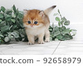 British longhair kitten on white background with green leaves. Golden chinchilla highlander. Cute fluffy kitten . Pets at cozy home. Top view web banner. Funny adorable pets cats. Postcard concept. 92658979