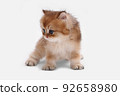British longhair kitten on white background with green leaves. Golden chinchilla highlander. Cute fluffy kitten . Pets at cozy home. Top view web banner. Funny adorable pets cats. Postcard concept. 92658980