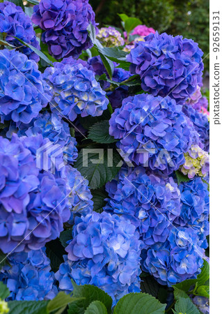 Hydrangea · rainy season image Hydrangea · rainy season image 92659131