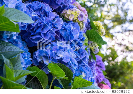 Hydrangea · rainy season image 92659132
