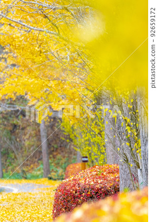 Autumn color image of the forest (Hiruzen Plateau Shiogama) 92659172