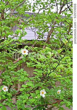 樹 Camellia japonicum Camellia 92659808
