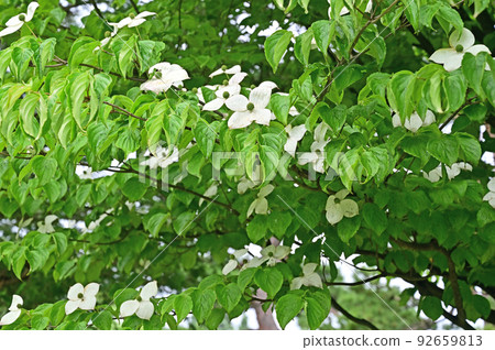 Tree Dogwood Cornus Tree Dogwood Cornus 92659813