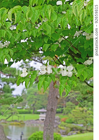 Tree Dogwood Cornus 92659815