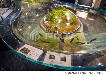 Salmon Furusato Chitose Aquarium Touch Pool Salmon Furusato Chitose Aquarium Touch Pool 92659973