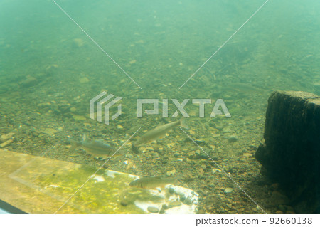 Salmon Hometown Chitose Aquarium Underwater Observation Zone Salmon Hometown Chitose Aquarium Underwater Observation Zone 92660138
