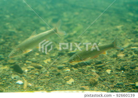 Salmon Hometown Chitose Aquarium Underwater Observation Zone Salmon Hometown Chitose Aquarium Underwater Observation Zone 92660139