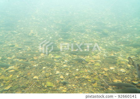 Salmon Hometown Chitose Aquarium Underwater Observation Zone 92660141