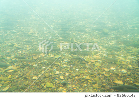 Salmon Hometown Chitose Aquarium Underwater Observation Zone 92660142