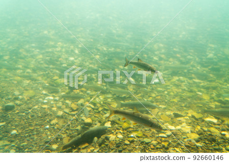 Salmon Hometown Chitose Aquarium Underwater Observation Zone Salmon Hometown Chitose Aquarium Underwater Observation Zone 92660146