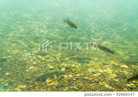 Salmon Hometown Chitose Aquarium Underwater Observation Zone Salmon Hometown Chitose Aquarium Underwater Observation Zone 92660147
