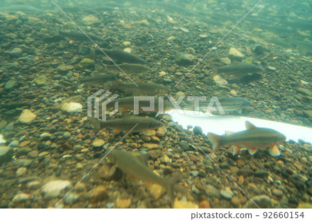 Salmon Hometown Chitose Aquarium Underwater Observation Zone 92660154