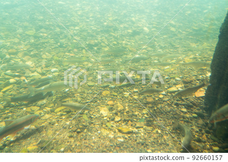 Salmon Hometown Chitose Aquarium Underwater Observation Zone 92660157
