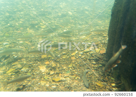 Salmon Hometown Chitose Aquarium Underwater Observation Zone 92660158