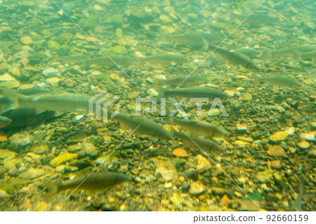 Salmon Hometown Chitose Aquarium Underwater Observation Zone Salmon Hometown Chitose Aquarium Underwater Observation Zone 92660159