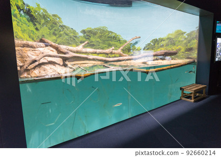 美國水貂鮭故鄉千歲水族館 92660214