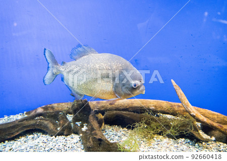 食人魚鮭魚故鄉千歲水族館 92660418