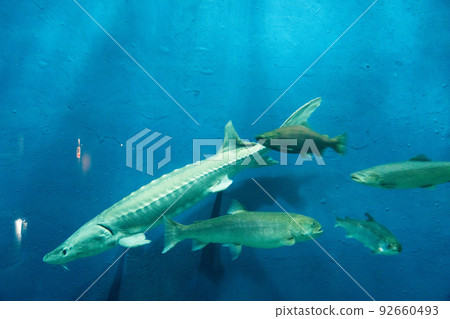 Ito Salmon Hometown Chitose Aquarium 92660493