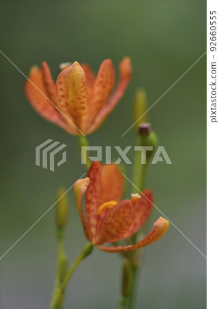 藥用植物射干盛開橘色的花朵 藥用植物射干盛開橘色的花朵 92660555