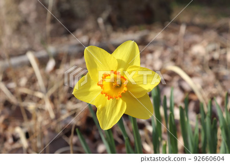 群馬縣高崎市倉淵町的水仙 群馬縣高崎市倉淵町的水仙 92660604