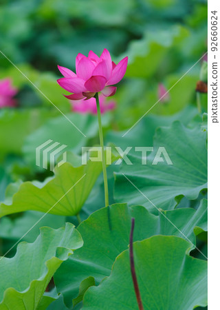 Lotus flower  92660624