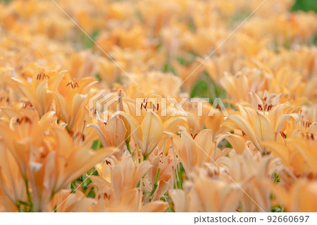 Lily of flowers Lily of flowers 92660697