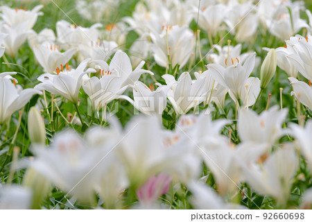 Lily of flowers Lily of flowers 92660698