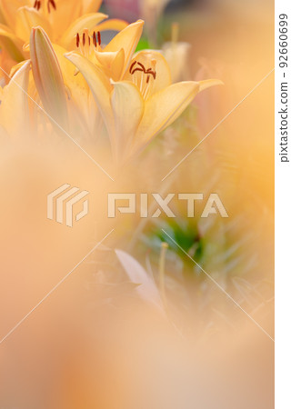 Lily of flowers Lily of flowers 92660699