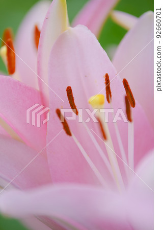 百合花 百合花 92660701