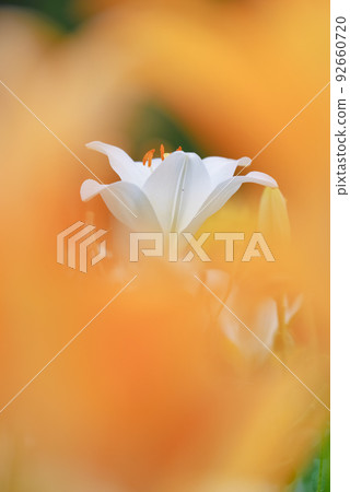 Lily of flowers Lily of flowers 92660720