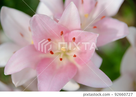 Lily of flowers 92660727