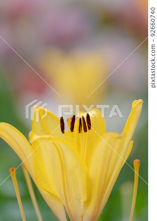 百合花 百合花 92660740