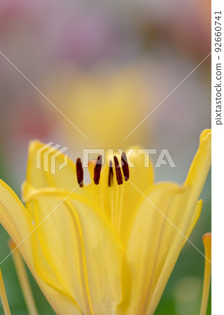 百合花 百合花 92660741