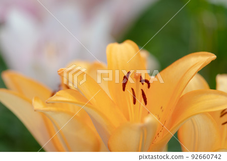 百合花 百合花 92660742