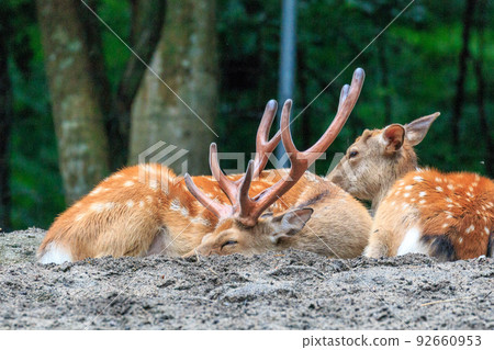 Abira Town, Hokkaido, Ezo Deer Napping with Newly Grown Horns [July] 92660953