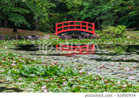 Abira-cho, Hokkaido, water lilies in deer park blooming after rain [July] 92660954