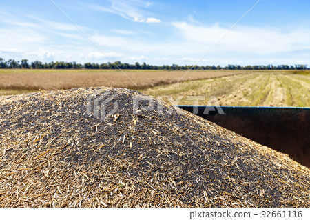 heap of rapeseed on field under blue sky with clouds 92661116