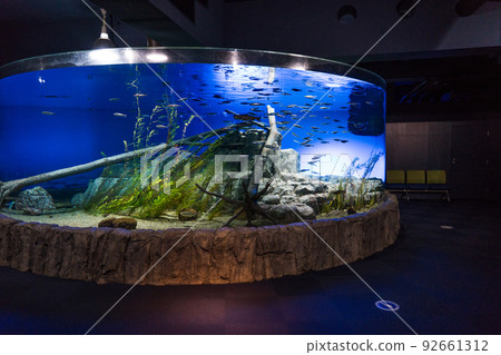 Salmon Hometown Chitose Aquarium 92661312