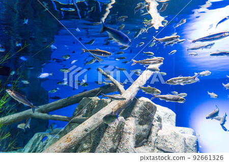 Salmon Hometown Chitose Aquarium Salmon Hometown Chitose Aquarium 92661326