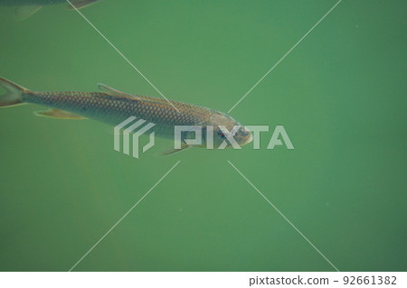 Gubei water town fish 92661382