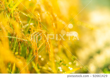 [Autumn material] Rice covered with morning dew [Nagano Prefecture] 92661429