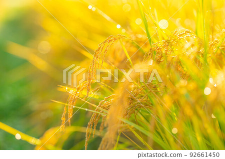 [Autumn material] Rice covered with morning dew [Nagano Prefecture] 92661450