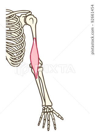 brachial muscles, upper limb skeleton, muscles that flex the elbow brachial muscles, upper limb skeleton, muscles that flex the elbow 92661454