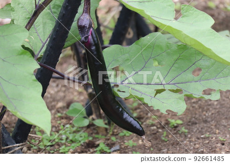 綠葉紫果莊谷奧喬茄子土田風光 綠葉紫果莊谷奧喬茄子土田風光 92661485