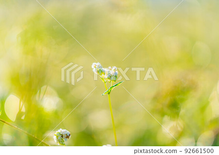 [秋季材料]沐浴在早晨陽光下的蕎麥花[長野縣] 92661500