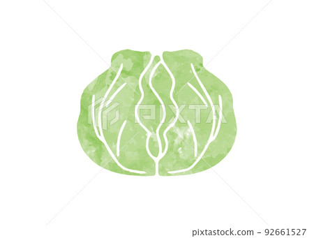 Cabbage illustration hand-drawn style 92661527
