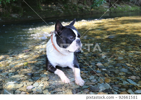 Mighty-kun, a cute Boston Terrier, enters the Miyakoki River in Tokigawa Town, which is popular for playing in the river, and looks comfortably at the mountain stream. 92661581