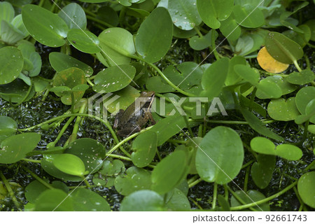 Two frogs mating among the plants in the pond Two frogs mating among the plants in the pond 92661743