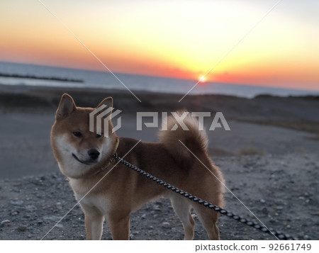 Asahi and Shiba Inu at the beach 92661749